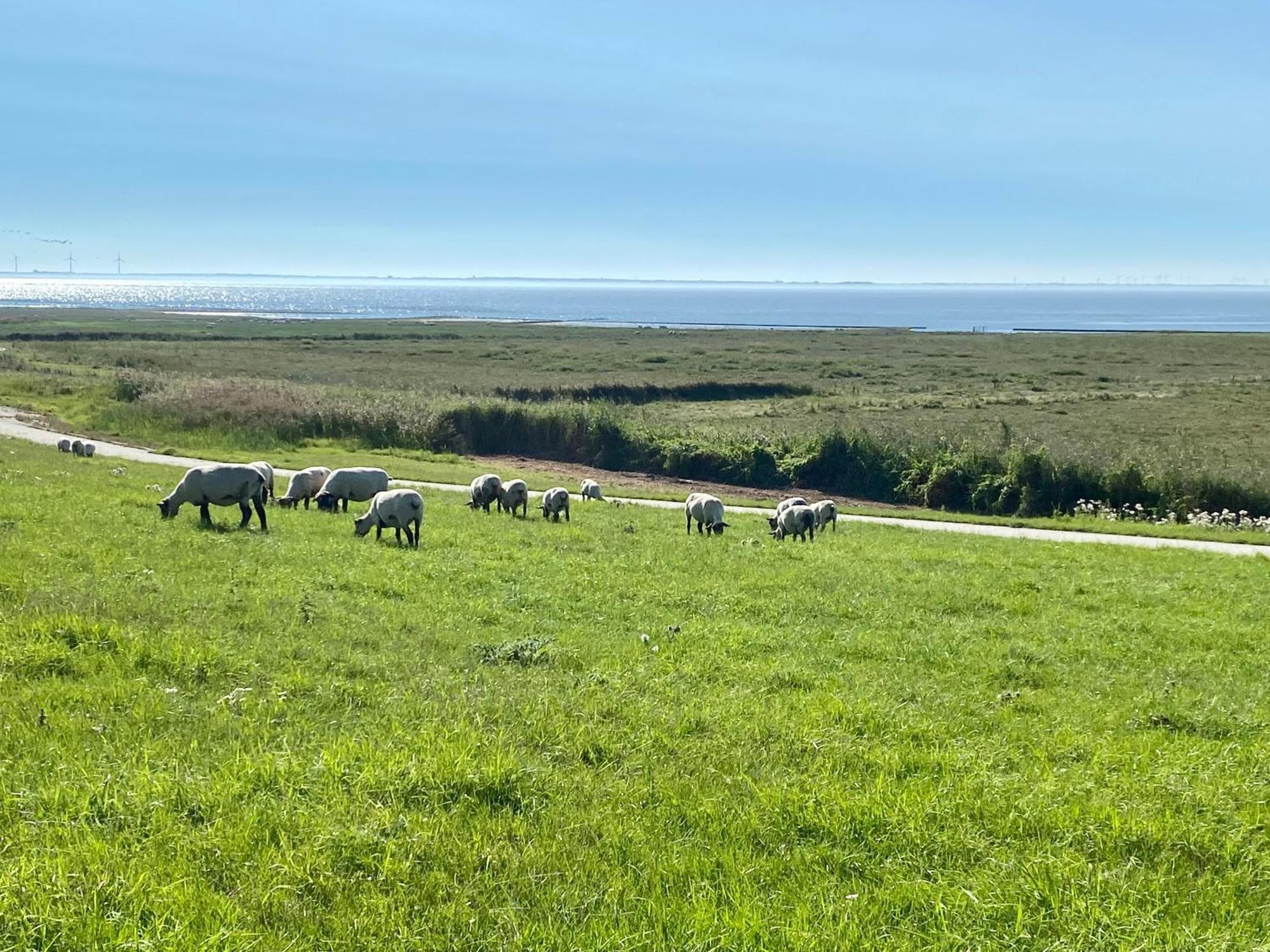 Haus MeerAuszeit - Erholung an der Nordsee Schweiburg Exterior foto